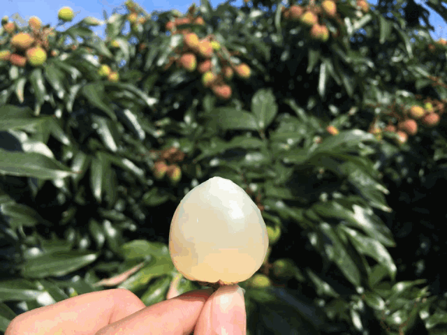 荔枝上市了!今夏的第一口荔枝,是属于“妃子笑”的! 荔枝上市了!今夏的第一口荔枝,是属于“妃子笑”的!