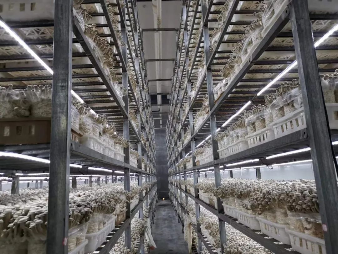 产销对接,精准帮扶--市场与睢宁食用菌基地签订产销协议 产销对接,精准帮扶--市场与睢宁食用菌基地签订产销协议