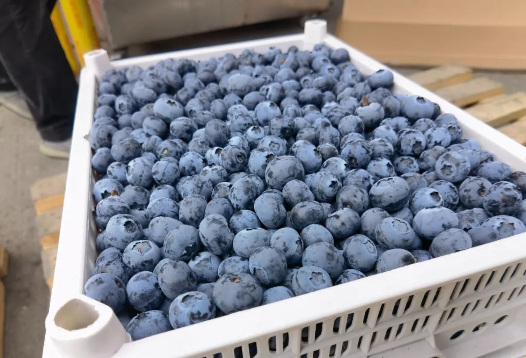 美味“蓝”不住！高颜值、高营养、高功效的“三高”水果——蓝莓来了！