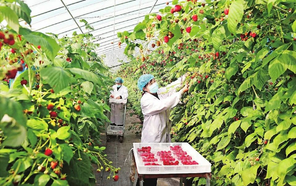 揭秘北京冬奥村的“御用”水果，国产水果迎来“高光时刻”！