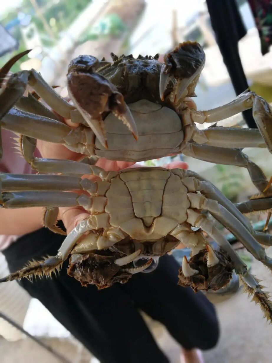 食欲之秋,怎可无蟹? 食欲之秋,怎可无蟹?