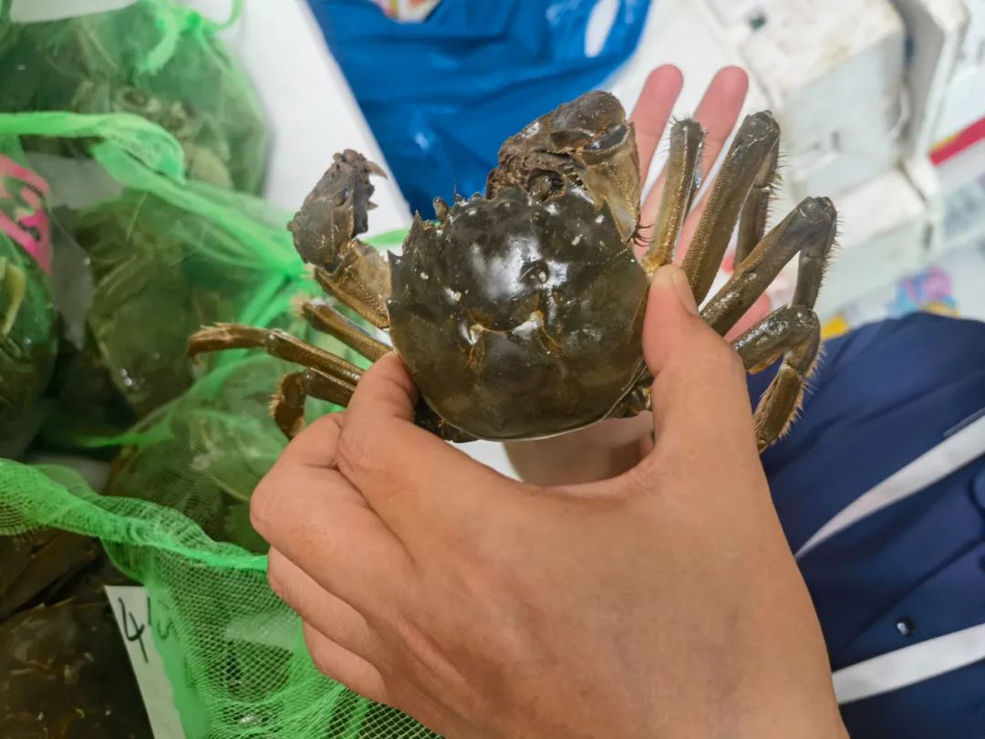 食欲之秋,怎可无蟹? 食欲之秋,怎可无蟹?