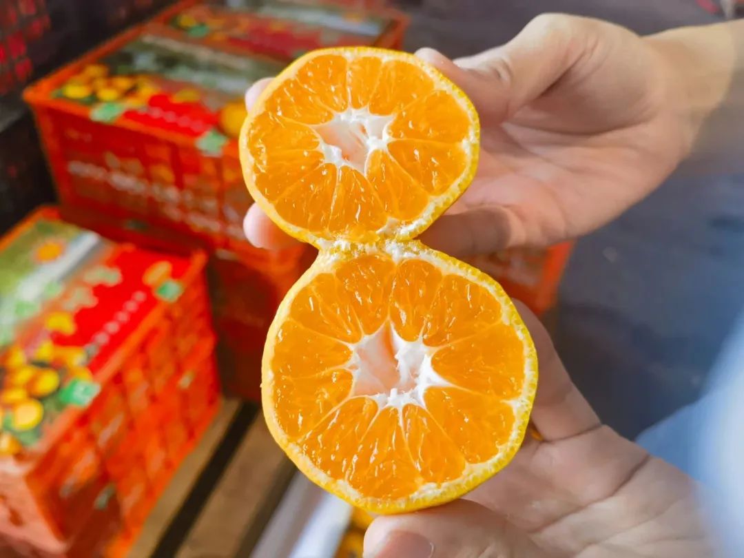 新品推荐 | 正宗临海涌泉蜜桔,无核无渣,闭眼入! 新品推荐 | 正宗临海涌泉蜜桔,无核无渣,闭眼入!