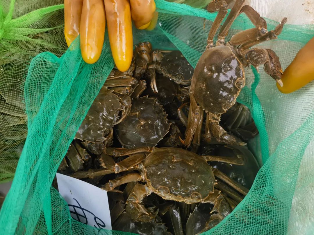食欲之秋,怎可无蟹? 食欲之秋,怎可无蟹?