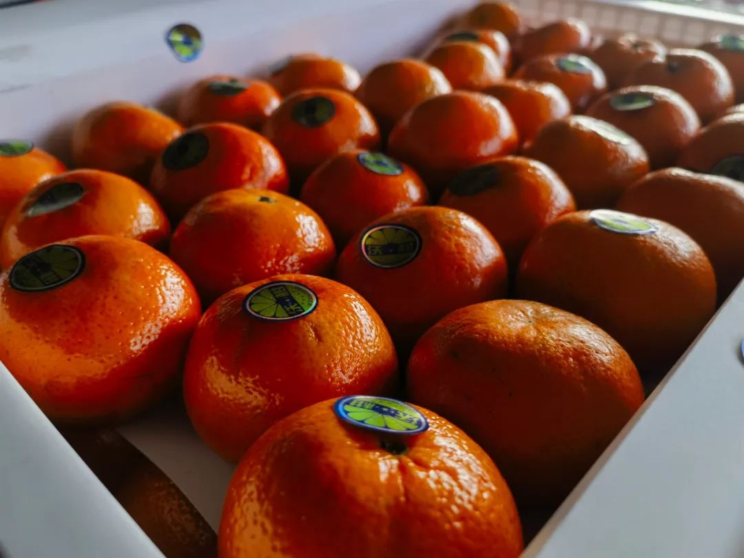 最是橙黄橘绿时，开启冬日甜蜜之旅！