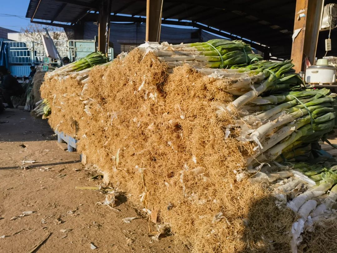 “冬储菜”供应足,“菜篮子”拎得稳 “冬储菜”供应足,“菜篮子”拎得稳