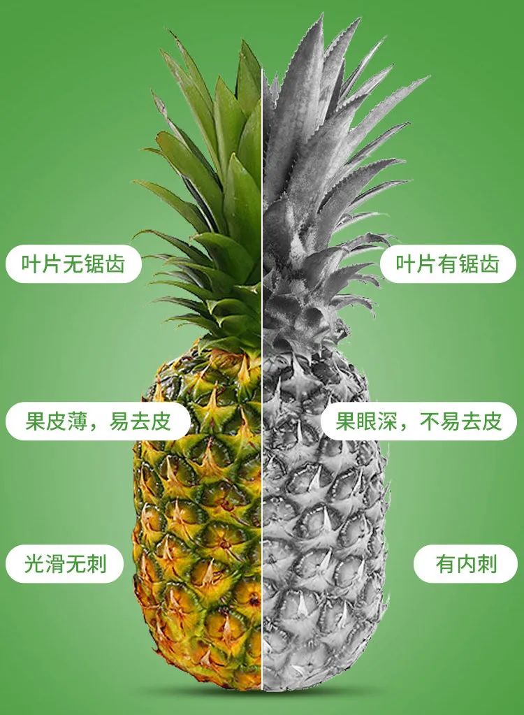 初春凤梨香,甜嫩至果芯 初春凤梨香,甜嫩至果芯