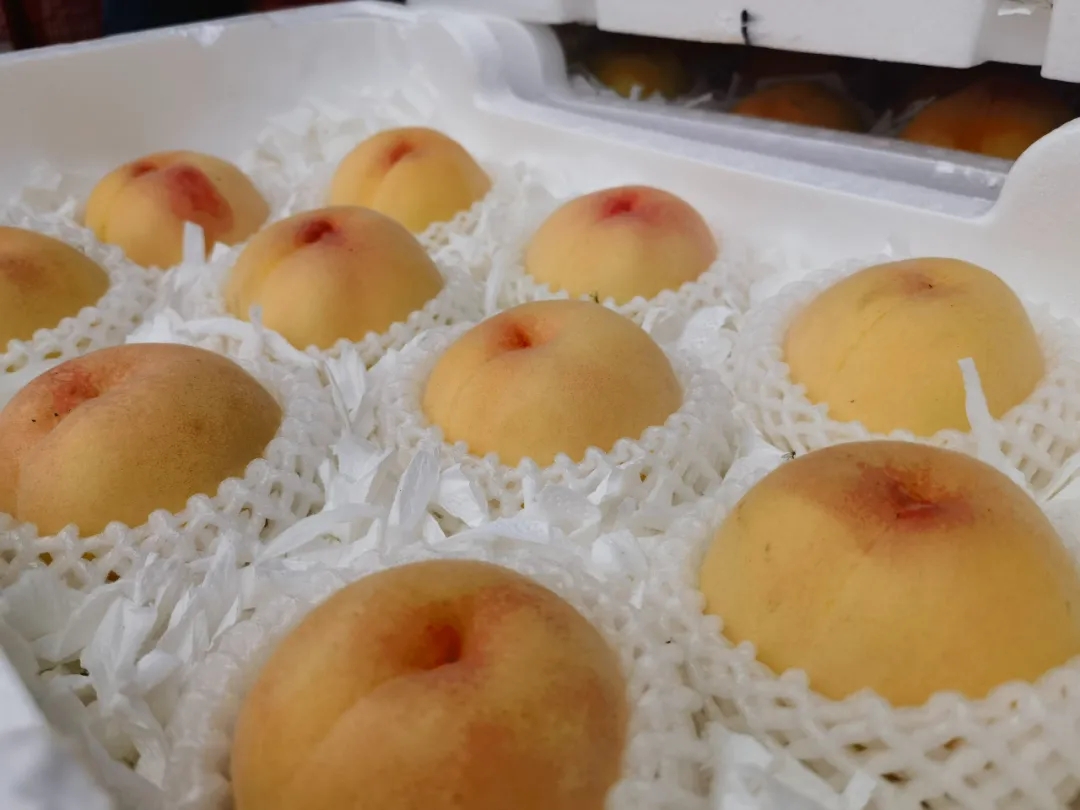 夏日『桃桃季』~快来七里沟市场“桃”气一夏吧! 夏日『桃桃季』~快来七里沟市场“桃”气一夏吧!