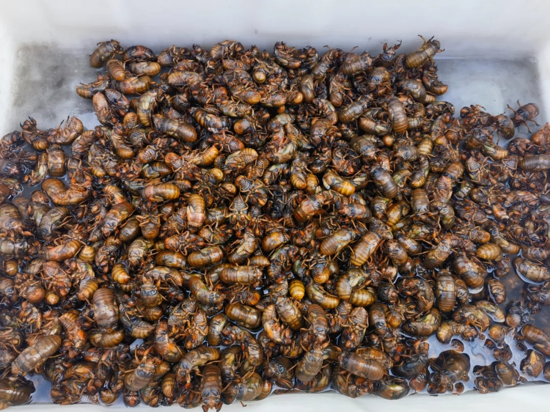 满满的儿时回忆~外地人看不懂的徐州美食上市啦! 满满的儿时回忆~外地人看不懂的徐州美食上市啦!