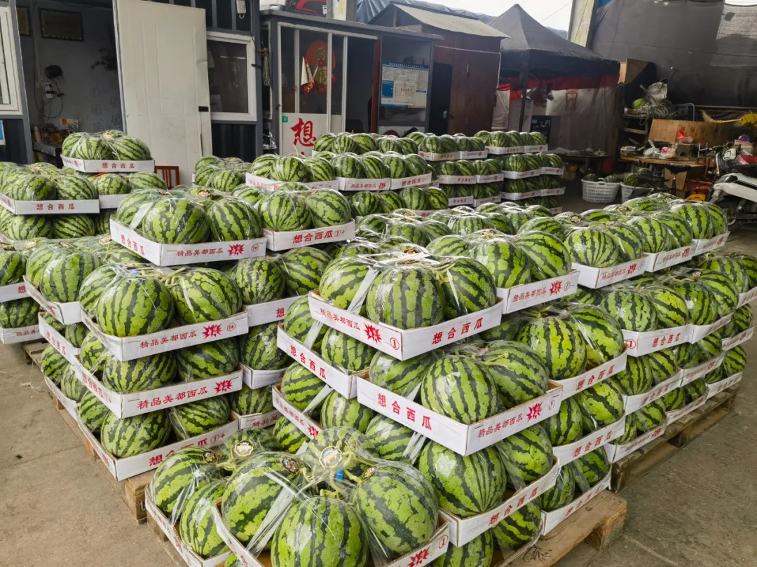 “甜蜜”正当时!夏日水果陆续“上新”了 “甜蜜”正当时!夏日水果陆续“上新”了