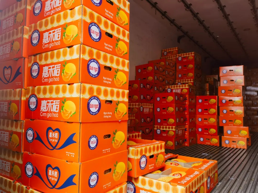 “甜蜜”正当时!夏日水果陆续“上新”了 “甜蜜”正当时!夏日水果陆续“上新”了