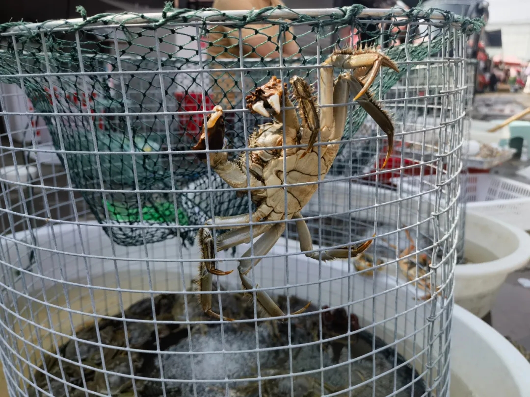 鲜货 | 秋天的第一只大闸蟹,来啦~ 鲜货 | 秋天的第一只大闸蟹,来啦~