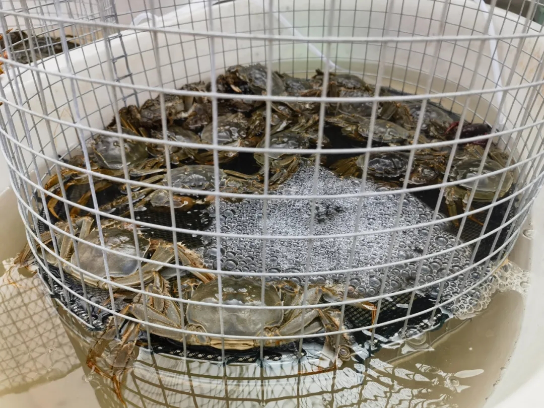 鲜货 | 秋天的第一只大闸蟹,来啦~ 鲜货 | 秋天的第一只大闸蟹,来啦~