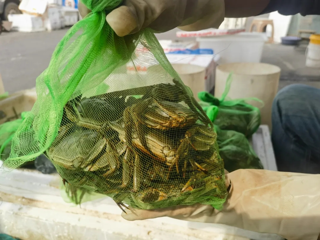 秋意浓,蟹黄肥,重阳品蟹正当时 秋意浓,蟹黄肥,重阳品蟹正当时