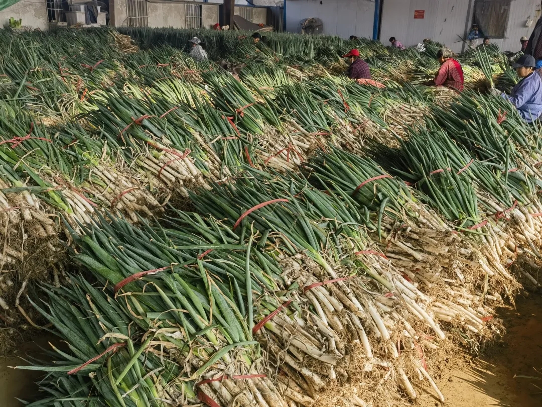 本地菜大量上市 菜价“退烧”了 本地菜大量上市 菜价“退烧”了