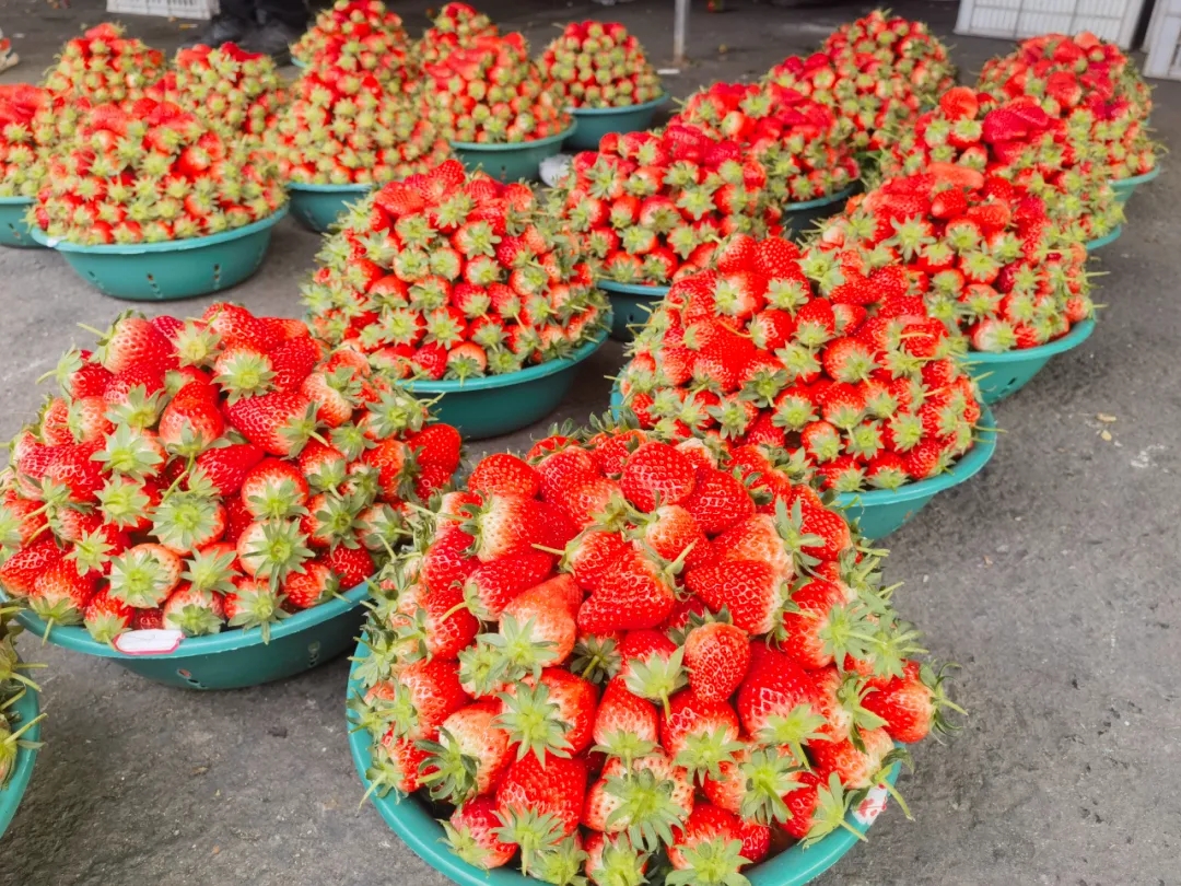 节后市场：水果价格“降温”，个别蔬菜大“跳水”