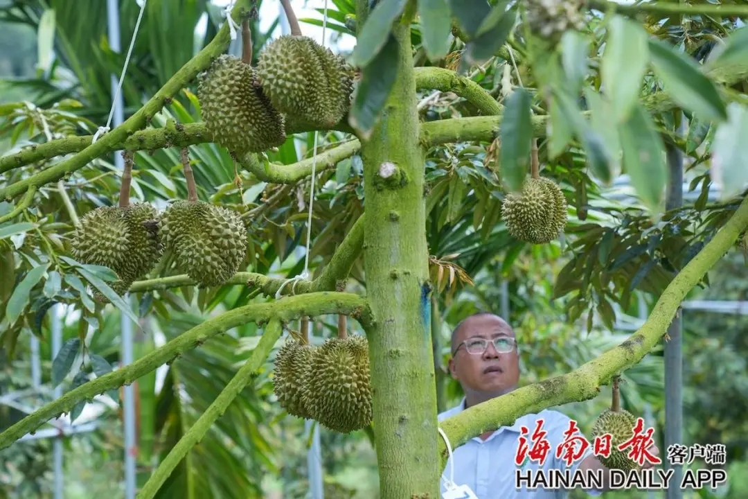 “果中贵族”降价了?再忍一忍!!! “果中贵族”降价了?再忍一忍!!!