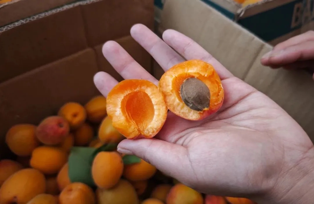 解腻鲜果，生津又开胃！属于你的小确“杏”来啦！