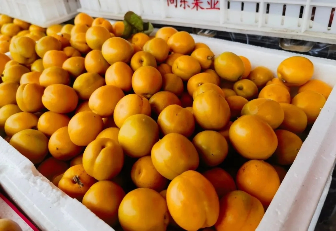 解腻鲜果，生津又开胃！属于你的小确“杏”来啦！
