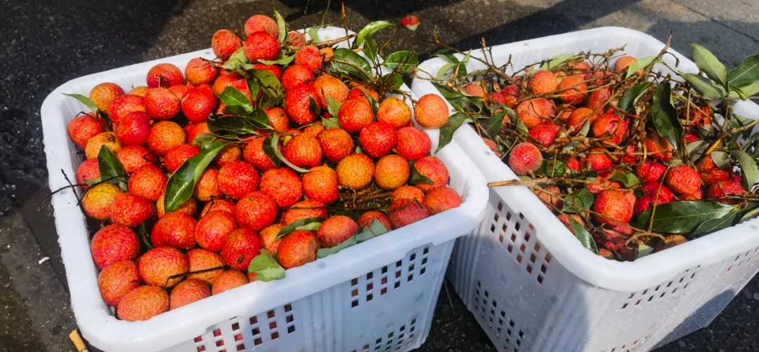 暴跌!荔枝坐上“滑滑梯”,降至个位数 暴跌!荔枝坐上“滑滑梯”,降至个位数
