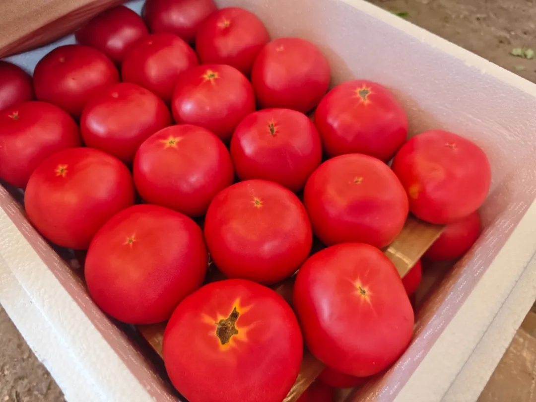 伏天“菜篮子”，稳当！