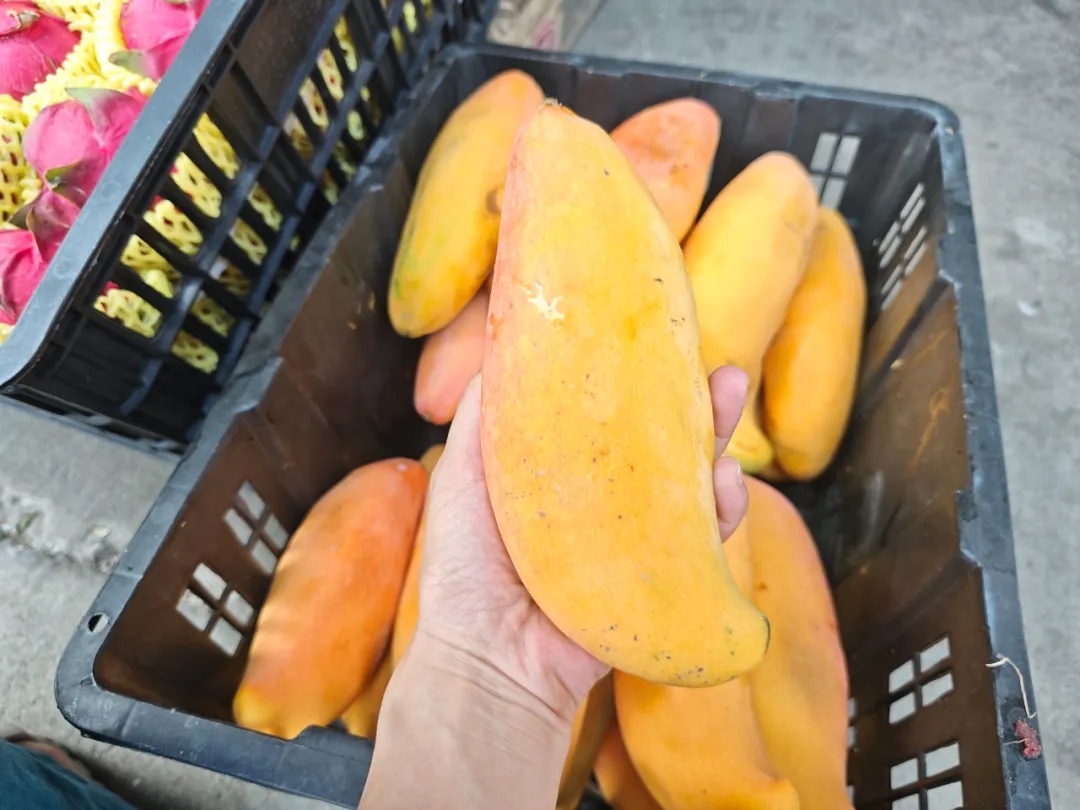 夏日炎炎，芒果超甜~