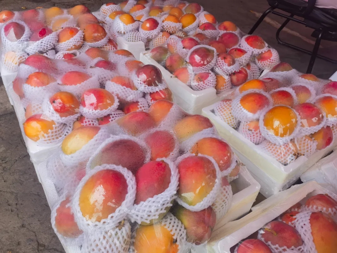 夏日炎炎，芒果超甜~