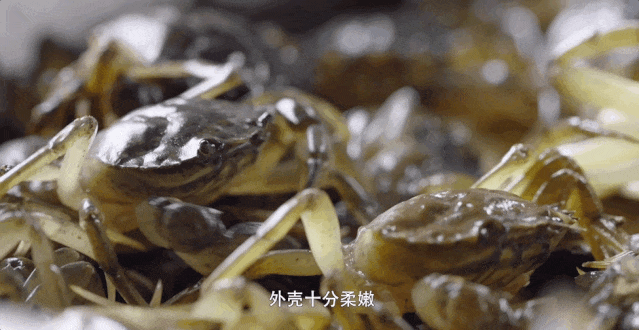饕民集合!最鲜不过“六月黄”! 饕民集合!最鲜不过“六月黄”!