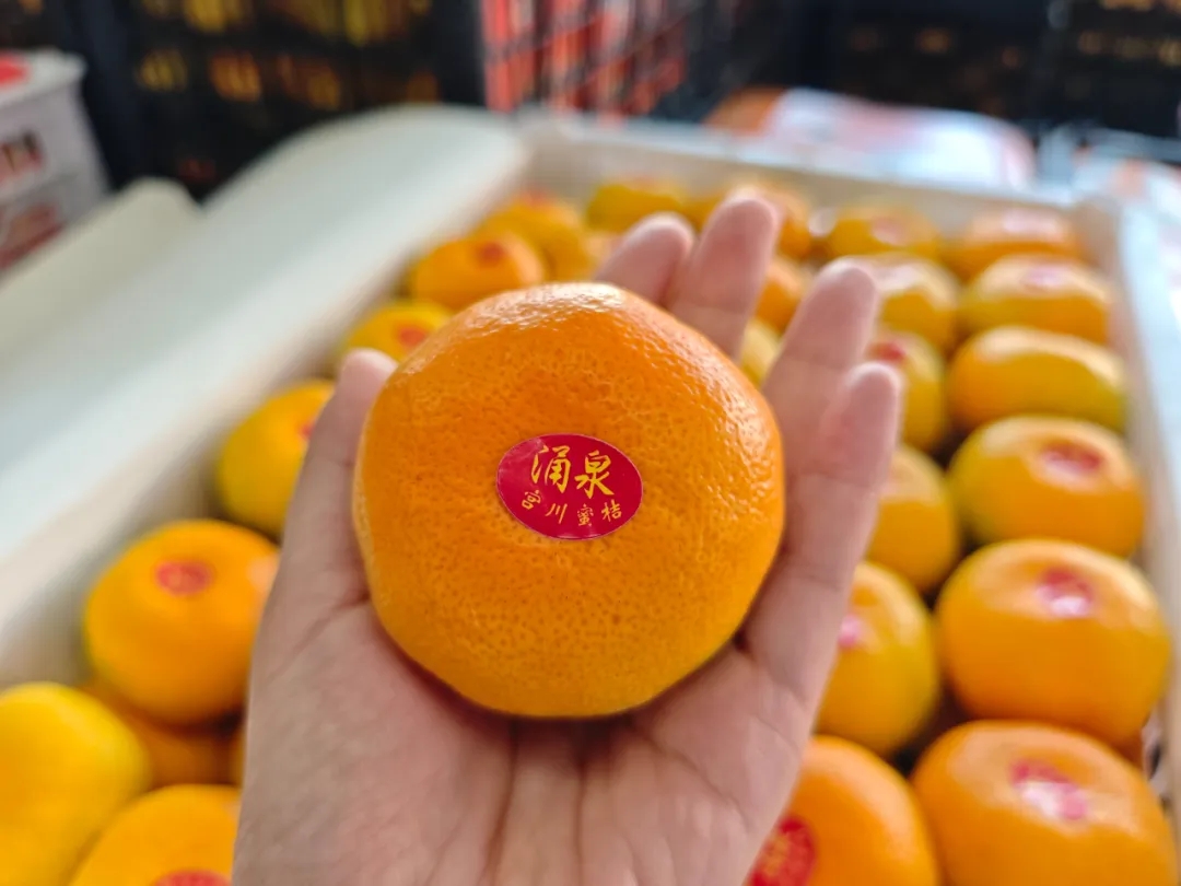 今年的第一波涌泉蜜桔,上市啦! 今年的第一波涌泉蜜桔,上市啦!