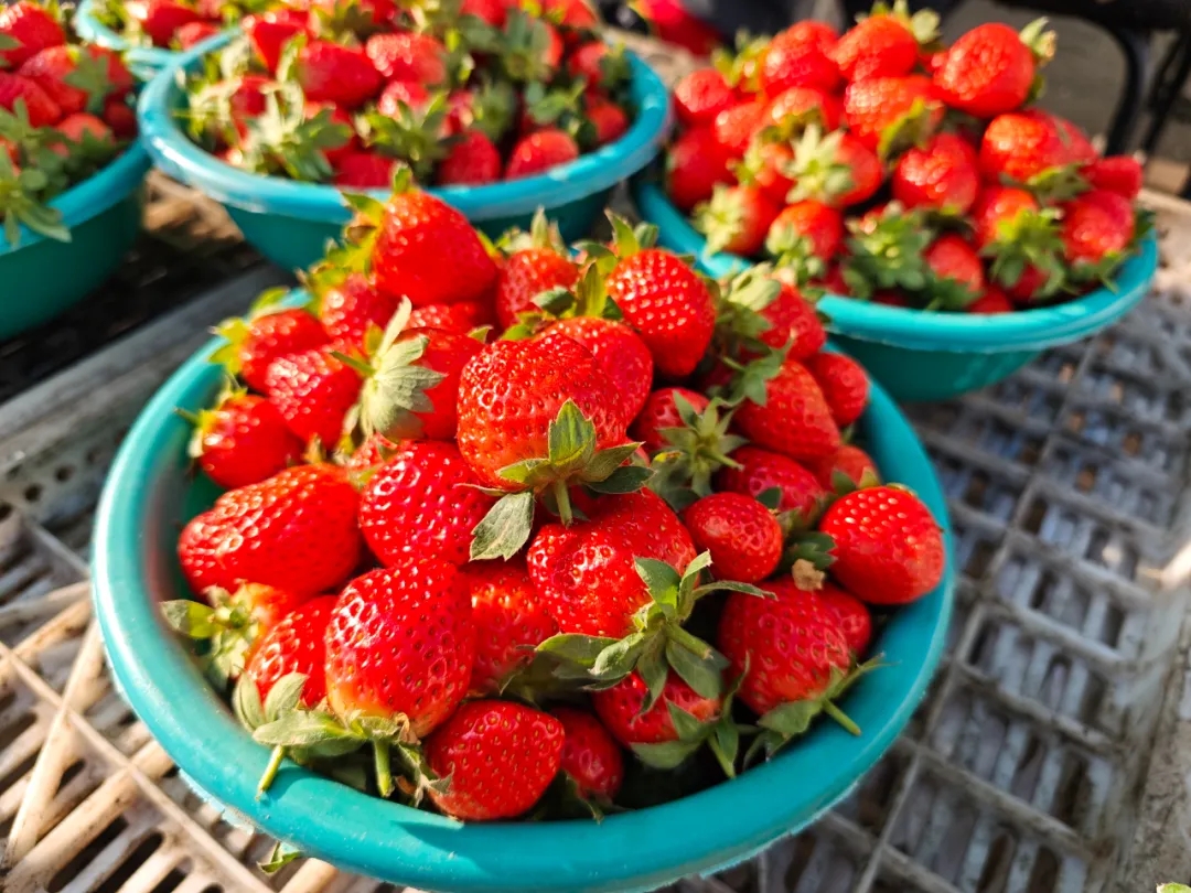 11月水果篇 | 深秋“果”力全开，解锁你的甜蜜密码