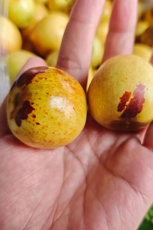 11月水果篇 | 深秋“果”力全开，解锁你的甜蜜密码