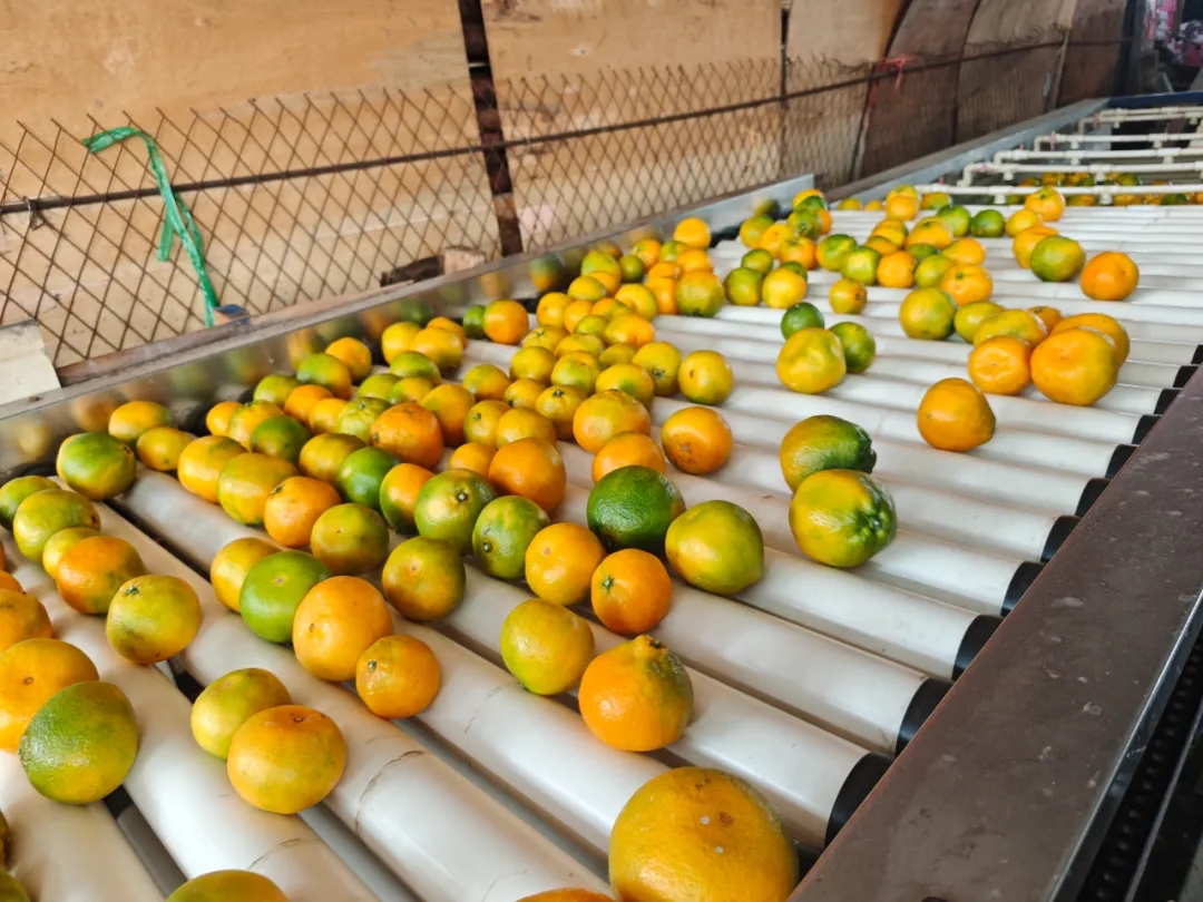 科技赋能!自动分拣生产线“搬”进市场 科技赋能!自动分拣生产线“搬”进市场