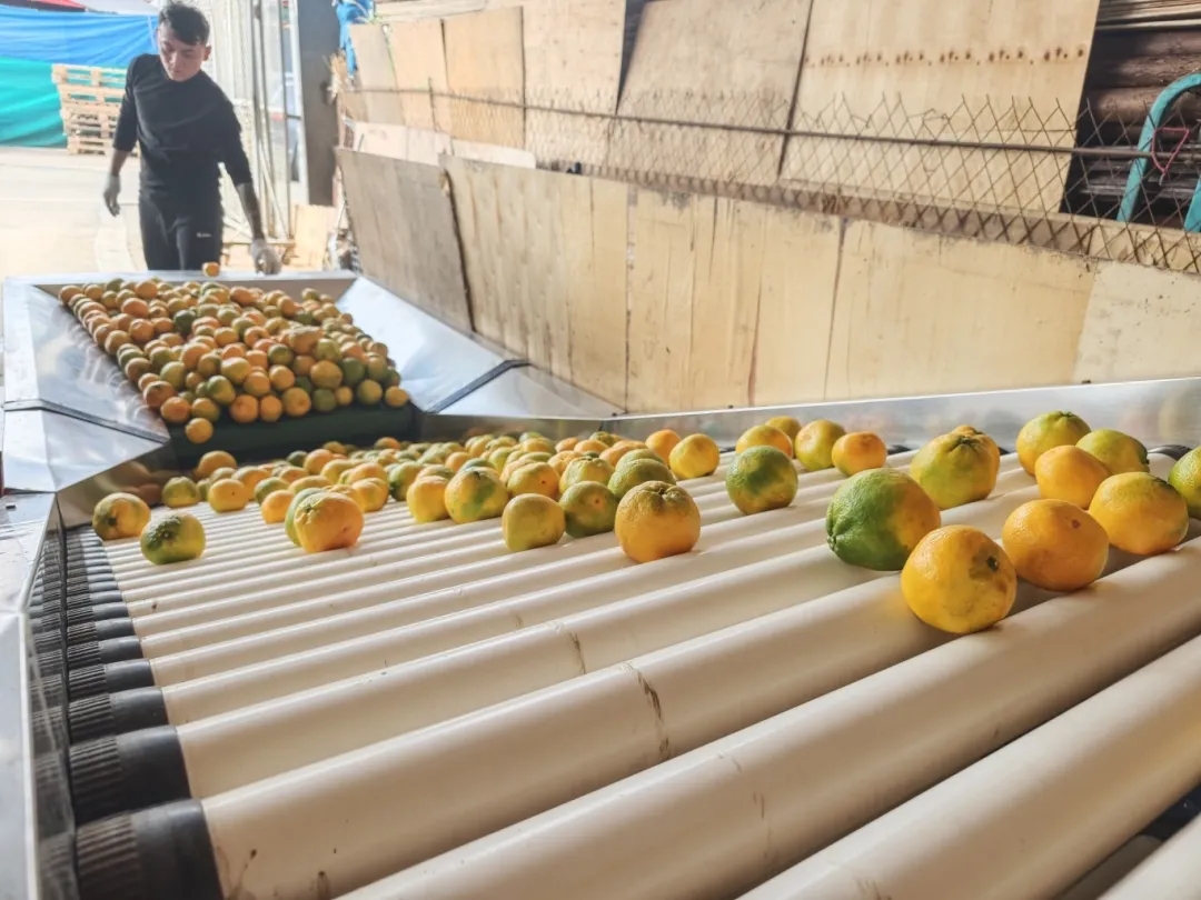 科技赋能!自动分拣生产线“搬”进市场 科技赋能!自动分拣生产线“搬”进市场