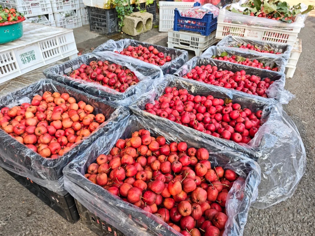 11月水果篇 | 深秋“果”力全开，解锁你的甜蜜密码