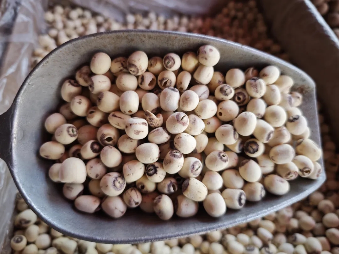 秋冬滋补“神仙打架”，你该选哪个？