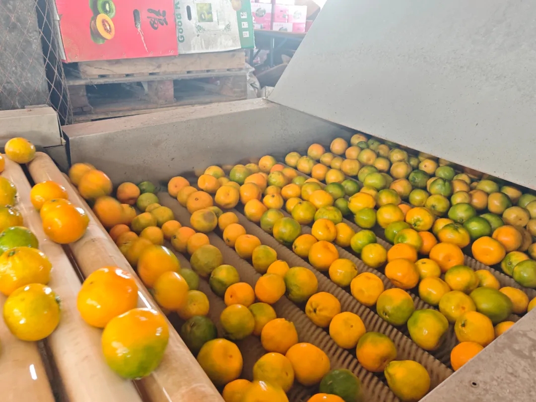 科技赋能!自动分拣生产线“搬”进市场 科技赋能!自动分拣生产线“搬”进市场