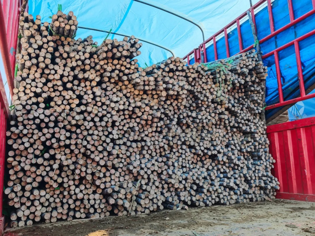 11月水果篇 | 深秋“果”力全开，解锁你的甜蜜密码
