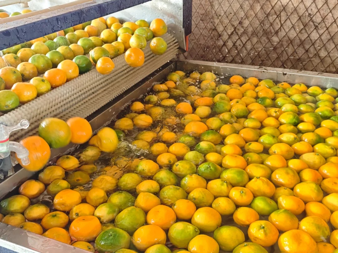 科技赋能!自动分拣生产线“搬”进市场 科技赋能!自动分拣生产线“搬”进市场