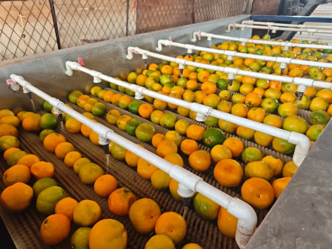 科技赋能!自动分拣生产线“搬”进市场 科技赋能!自动分拣生产线“搬”进市场