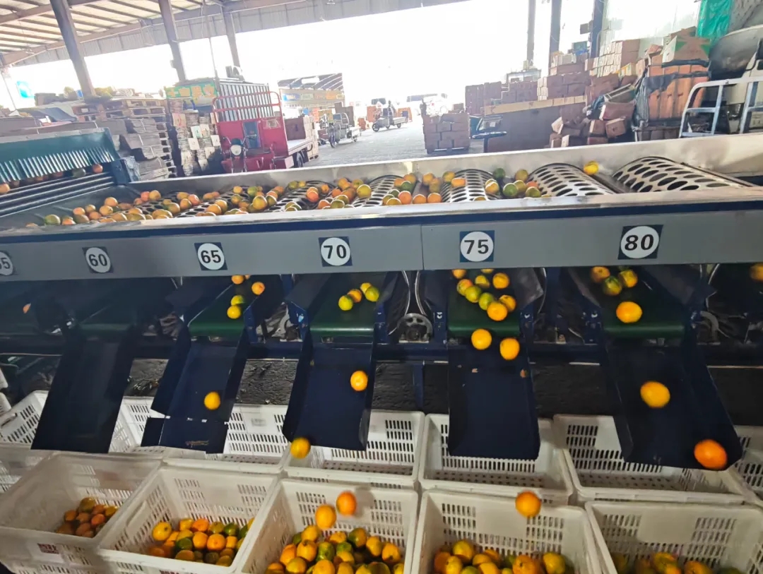 科技赋能!自动分拣生产线“搬”进市场 科技赋能!自动分拣生产线“搬”进市场