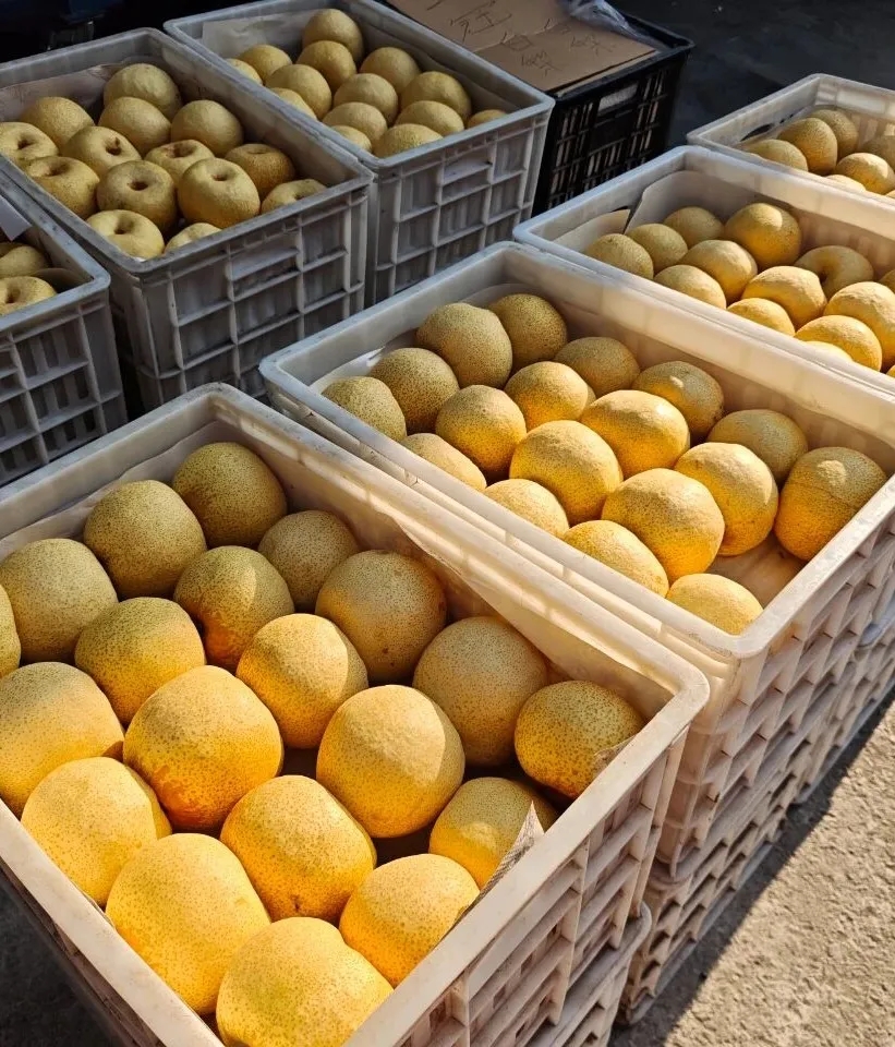 11月水果篇 | 深秋“果”力全开，解锁你的甜蜜密码