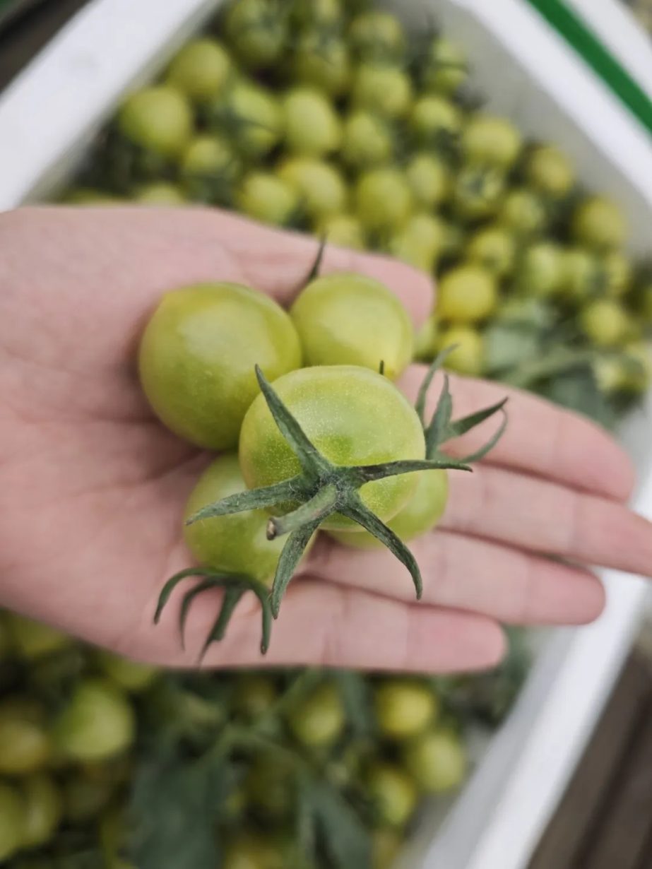 番茄季丨彩虹鲜果，扎堆徐州