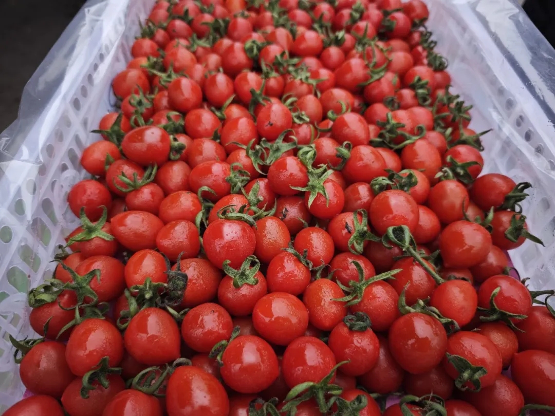 番茄季丨彩虹鲜果，扎堆徐州
