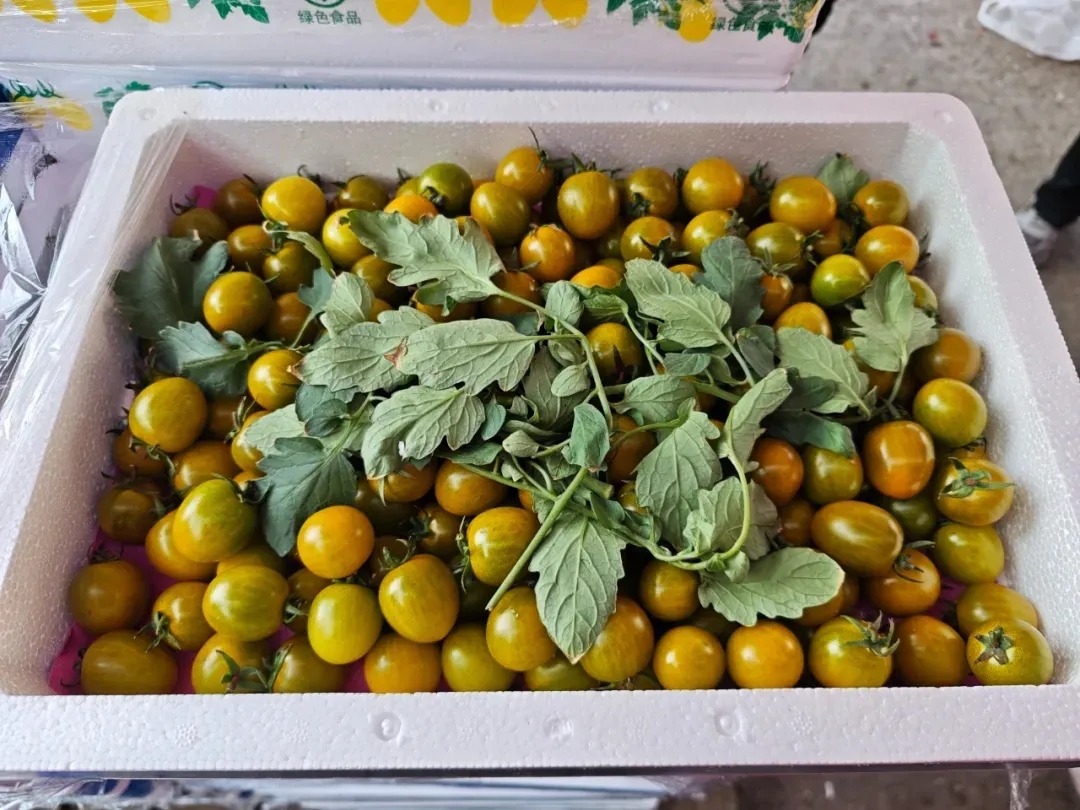 番茄季丨彩虹鲜果，扎堆徐州