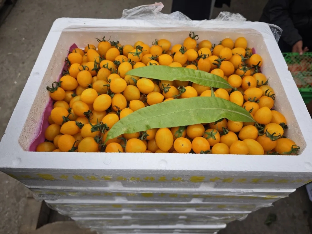 番茄季丨彩虹鲜果，扎堆徐州