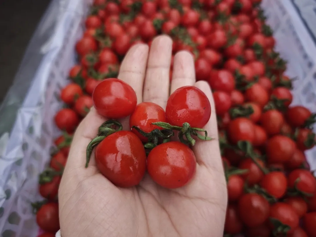 番茄季丨彩虹鲜果，扎堆徐州