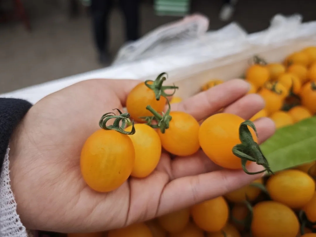 番茄季丨彩虹鲜果，扎堆徐州
