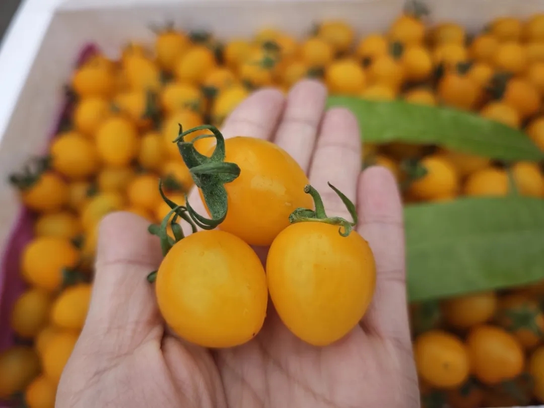 番茄季丨彩虹鲜果，扎堆徐州