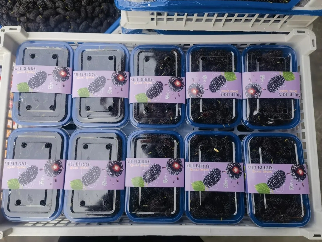 【寻鲜记】这些水果正当时！