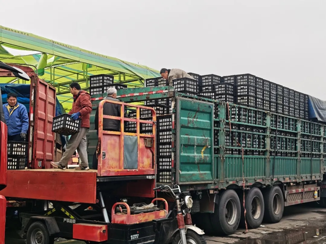 专业赋能，重塑流通配送新生态--七里沟市场为您解锁物流配送理想方案